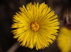 Flower of  eastern groundsel  ( Senecio vernalis ).