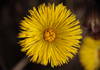 Flower of eastern groundsel