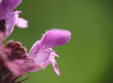 Flower of  red dead-nettle  ( Lamium purpureum ), also known as  purple dead-nettle ,  purple archangel , and  velikdenche .