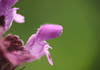 Flower of red dead-nettle