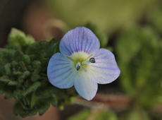 Flower of  virdeye speedwell  ( Veronica persica ), also known as  Persian speedwell ,  Common field-speedwell ,  Large field speedwell ,  Bird's-eye , and  Winter speedwell .