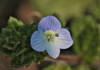 Flower of virdeye speedwell