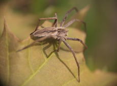 Unidentified spider on the leaf.