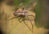 Fluffy spider on the leaf