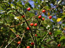 The fruits of the  dog rose  ( Rosa canina ) with the blue sky in the background.