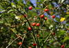 Fruits of the dog rose