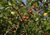 Fruits of the dog rose