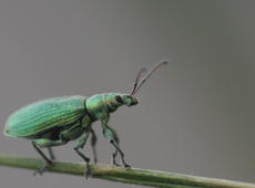 Very cute and funny green bug on the sprout.