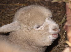 The head of  alpaca  ( Vicugna pacos ), also known as  Vicugna pacaso .