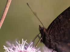 The close-up of the head (and black wings!) of the  european Peacock  ( Inachis io ), also known as  Peacock butterfly  which feeds on a purple flower. See also:  non-closeup version .