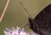 Head of european Peacock feeding on flower