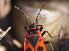 Head of  firebug  ( Pyrrhocoris apterus ).