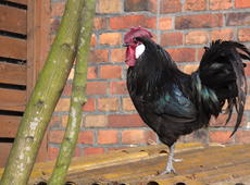  Chicken   ♂  ( Gallus ), also known as  Gallus gallus domesticus  on the roof.