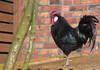 Hen on the roof ♂