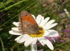  Hyponephele lycaon  ( dusky meadow brown ) on the  Tripleurospermum inodorum  ( scentless false mayweed ,  scentless mayweed ,  scentless chamomile ,  wild chamomile ,  mayweed ,  false chamomile ,  Baldr's brow )