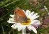 Hyponephele lycaon on the Tripleurospermum inodorum