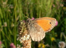  Hyponephele lycaon  ( dusky meadow brown )