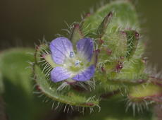  Ivy-leaved speedwell  ( Veronica hederifolia ).