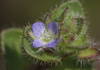 Ivy-leaved speedwell closeup