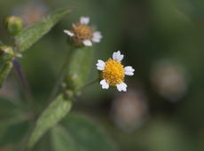 Very tiny flowers of unidentified plant. The flower itself has diameter of 1-2 mm, the petals are relatively very small and looks like the duck's foot. 