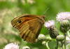 Maniola jurtina (female)