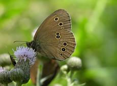 I find it very cute - the bug and the butterfly met on the flower. I couldn't find what kind of butterfly is that one.