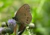 Meeting of butterfly and bug