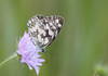 Melanargia galathea on the pink flower