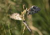 Meeting of three Melanargia galathea