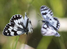 One of them was on the grass, while other one tried to either attack it or take place. There were a few such attempts and every time it happened, the attacked butterfly was raising its body, as you can see.