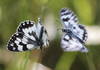 Two Melanargia galathea fighting