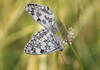 Two Melanargia galathea