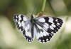 Melanargia galathea