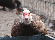 The unhappy  muscovy duck   ♀  ( Cairina moschata ).