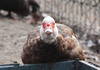 The unhappy muscovy duck ♀