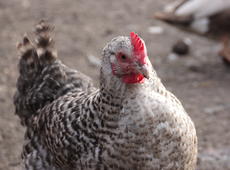 Ornamental  chicken   ♀  ( Gallus ), also known as  Gallus gallus domesticus .