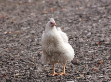 Ornamental  chicken   ♀  ( Gallus ), also known as  Gallus gallus domesticus .