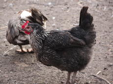 Ornamental  chicken   ♀  ( Gallus ), also known as  Gallus gallus domesticus .