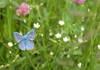 Polyommatus icarus