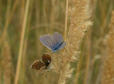 The male and the female of  Polyommatus icarus. 