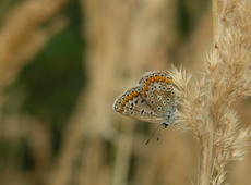 The female of  Polyommatus icarus .