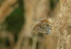 Polyommatus icarus (female)