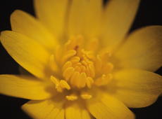  Ranunculus ficaria L.  ( Ficaria verna ), also known as    and  lesser celandine  or  pilewort .