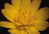 Ranunculus ficaria L. flower closeup