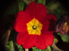 Red and yellow  cowslip  ( Primula veris ), also known as  Common cowslip ,  Cowslip primrose , and  Primula officinalis .