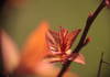 Red leaves sprouts on the tree