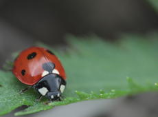  Seven-spot ladybird  ( Coccinella septempunctata ) on the leaf. In Polish there's alternative name for this bug:  God's little cow . For me that's more pig than cow.  Oink oink . Hear that? It's the pig, alright.