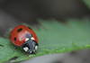 Seven-spot ladybird on the leaf