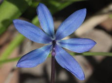 The back side of  Siberian squill  ( Scilla siberica ) flower.