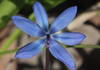 Siberian squill - flower